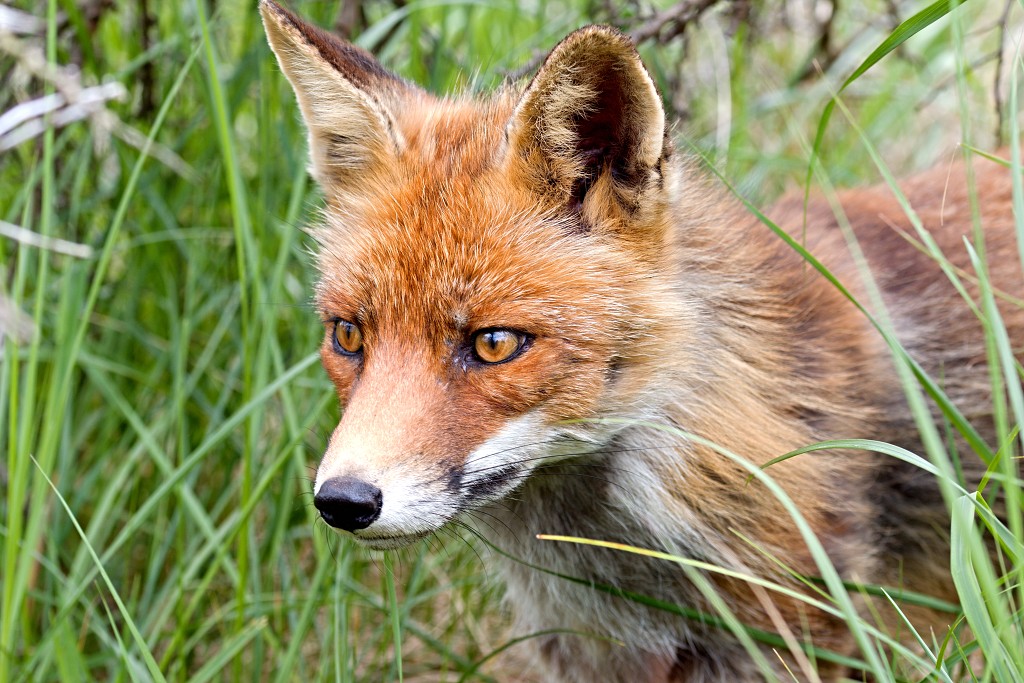AWD Amsterdamse Waterleidingduinen natuurgebied polder bos vos hert herten damhert duinen zandvoort waterwingebied